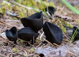 Attēlu rezultāti vaicājumam “Pseudoplectania nigrella”