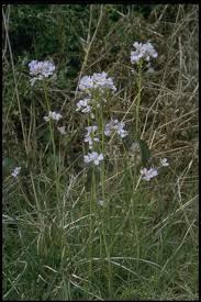 Attēlu rezultāti vaicājumam “Cardamine pratensis flower”