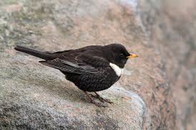 Image result for Turdus torquatus