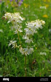 Image result for Filipendula vulgaris