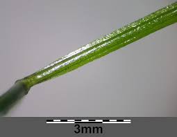 Attēlu rezultāti vaicājumam “Potamogeton trichoides”