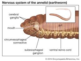 Attēlu rezultāti vaicājumam “Annelides”