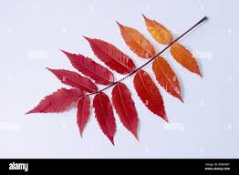 Attēlu rezultāti vaicājumam “Rhus typhina leaf”