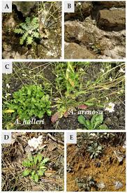 Attēlu rezultāti vaicājumam “Cardaminopsis arenosa bud”