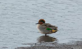 Attēlu rezultāti vaicājumam “Anas crecca male”