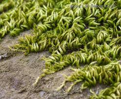 Attēlu rezultāti vaicājumam “Homalothecium sericeum”