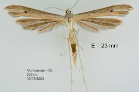Attēlu rezultāti vaicājumam “Stenoptilia pterodactyla”
