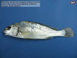 Image result for Umbrina cirrosa