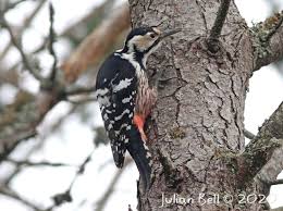 Attēlu rezultāti vaicājumam “Dendrocopos leucotos female”