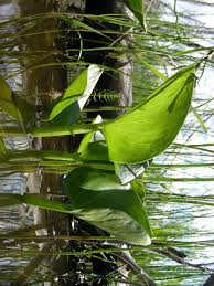 Attēlu rezultāti vaicājumam “Calla palustris leaf”