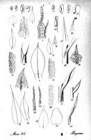 Attēlu rezultāti vaicājumam “Bryum pallens”