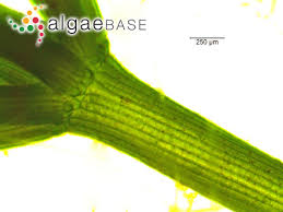 Attēlu rezultāti vaicājumam “Chara globularis”