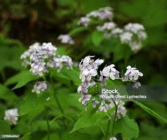 Attēlu rezultāti vaicājumam “Lunaria rediviva”