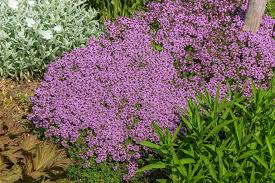 Image result for Thymus serpyllum