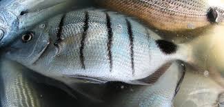 Image result for Diplodus cadenati