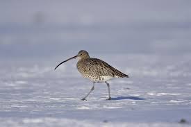 Attēlu rezultāti vaicājumam “Numenius arquata”