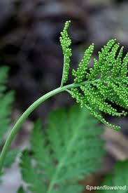 Attēlu rezultāti vaicājumam “Botrychium virginianum”