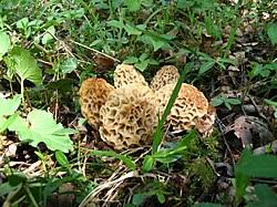 Attēlu rezultāti vaicājumam “Morchella sp.”
