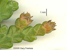 Attēlu rezultāti vaicājumam “Thuja occidentalis flower”
