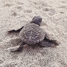 Image result for Lepidochelys olivacea