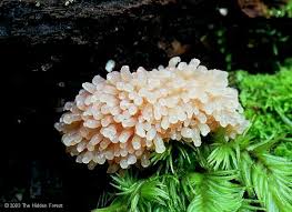 Attēlu rezultāti vaicājumam “Tubifera ferruginosa (subsp. ferruginosa)”
