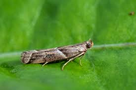 Attēlu rezultāti vaicājumam “Nyctegretis lineana”