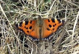 Attēlu rezultāti vaicājumam “Nymphalis xanthomelas larva”