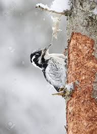 Attēlu rezultāti vaicājumam “Picoides tridactylus”