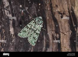 Attēlu rezultāti vaicājumam “Griposia aprilina”