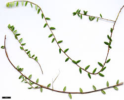 Attēlu rezultāti vaicājumam “Oxycoccus leaf”