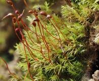 Attēlu rezultāti vaicājumam “Paraleucobryum longifolium”