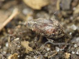 Attēlu rezultāti vaicājumam “Anthonomus pomorum”