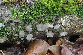 Attēlu rezultāti vaicājumam “Exidia thuretiana”