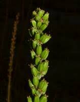 Attēlu rezultāti vaicājumam “Triglochin maritimum fruit”