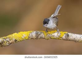 Attēlu rezultāti vaicājumam “Sylvia atricapilla”