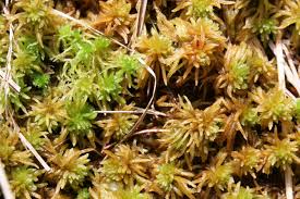 Attēlu rezultāti vaicājumam “Sphagnum angustifolium sporophyte”