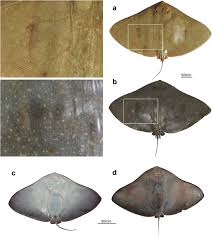 Image result for Gymnura micrura