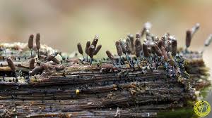 Attēlu rezultāti vaicājumam “Stemonitopsis typhina var. similis”