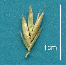 Attēlu rezultāti vaicājumam “Festuca pratensis”