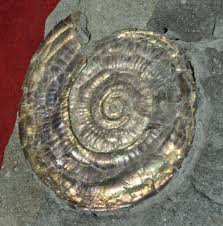 Attēlu rezultāti vaicājumam “Planorbis planorbis”