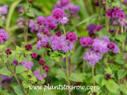 Image result for Ageratum houstonianum