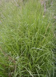 Attēlu rezultāti vaicājumam “Brachypodium pinnatum”