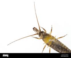 Attēlu rezultāti vaicājumam “Machilidae”