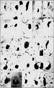 Attēlu rezultāti vaicājumam “Didymium xanthopus”