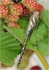 Attēlu rezultāti vaicājumam “Aeshna mixta male”