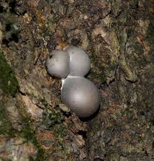 Attēlu rezultāti vaicājumam “Lycogala flavofuscum”