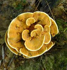 Attēlu rezultāti vaicājumam “Badhamia utricularis young”