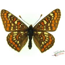 Attēlu rezultāti vaicājumam “Euphydryas maturna underside”