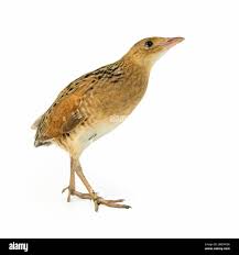 Image result for Crex crex