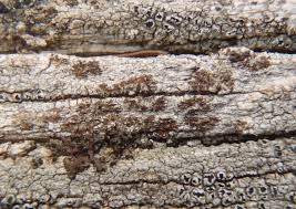 Attēlu rezultāti vaicājumam “Xylographa paralella”